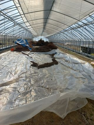 농민님의 들깨 · 자유게시판 작성글 사진