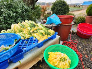 김영철님의 배추 · 수확 작성글 사진