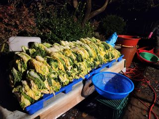 김영철님의 배추 · 수확 작성글 사진