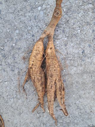 갈산구기자님의 11월 내 작물 자랑하기 · 참여글 작성글 사진