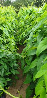 팜모닝 11월 내 작물 자랑하기·참여글 게시글 이미지