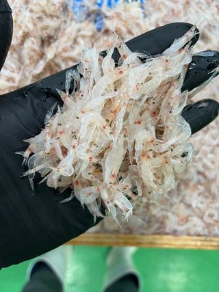 목포 물좋은수산님의 작성글 사진