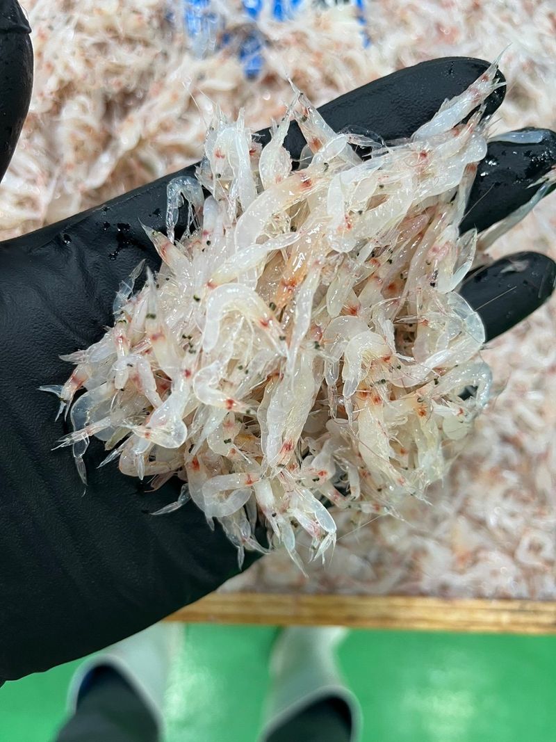 목포 물좋은수산님의 장터 판매 상품 [생새우 (동백하)] 첨부 사진