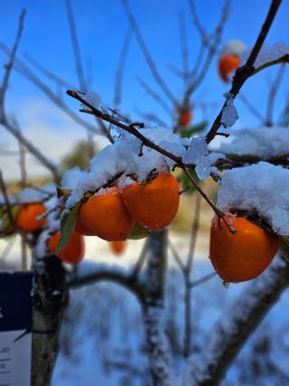 이형록님의 감 · 자유게시판 작성글 사진