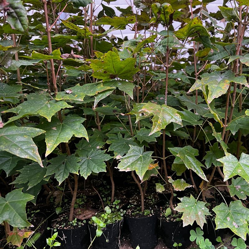 장터 상품 [우산고로쇠 포트묘목(20-50cm/50cm-1m)] 썸네일