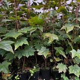 팜모닝 · 게시글 이미지