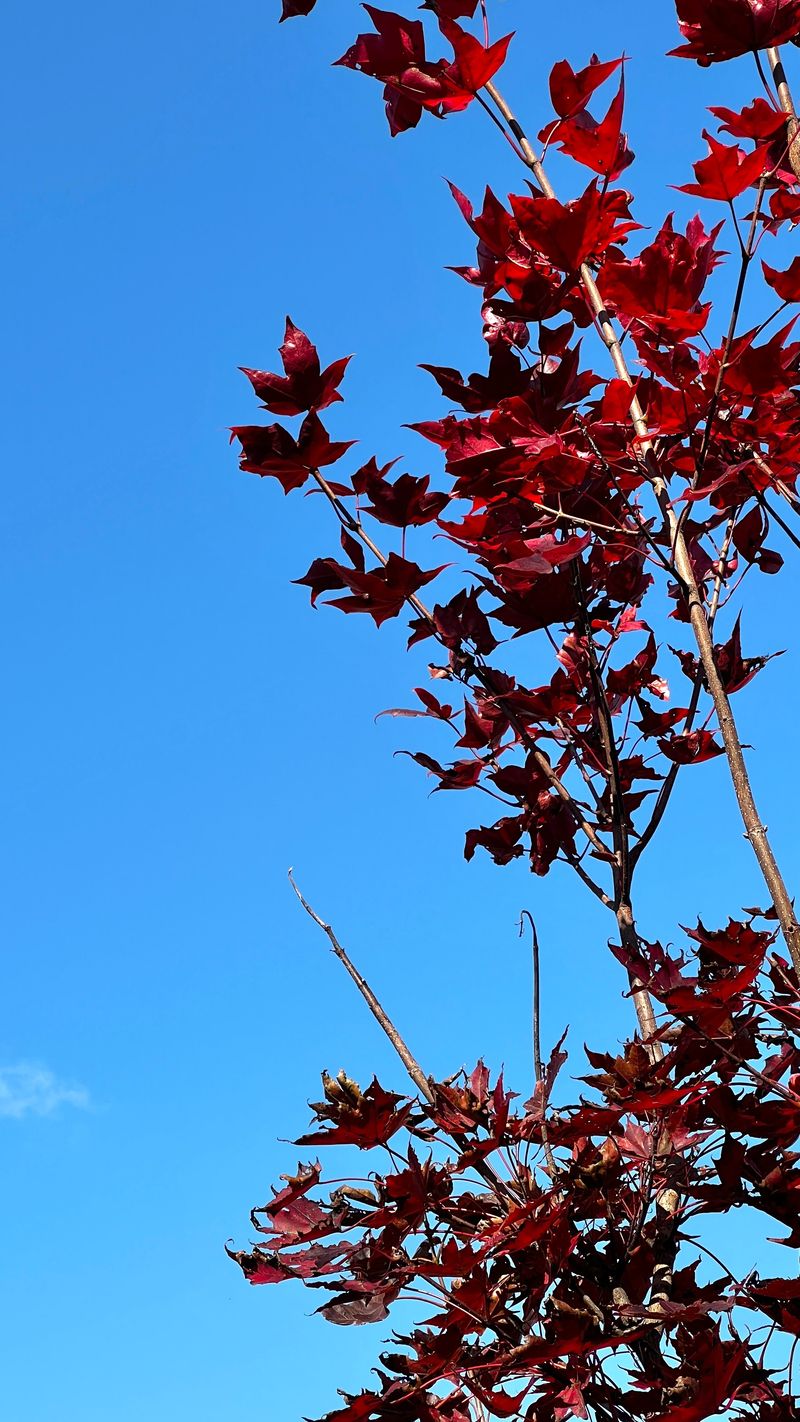 이기자원예종묘님의 장터 판매 상품 [우산고로쇠 포트묘목(20-50cm/50cm-1m)] 첨부 사진