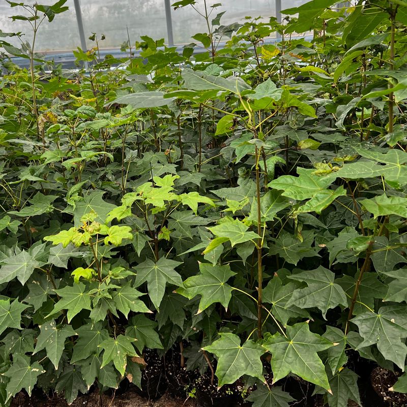 이기자원예종묘님의 장터 판매 상품 [우산고로쇠 포트묘목(20-50cm/50cm-1m)] 첨부 사진