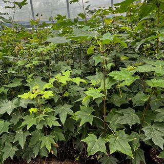 이기자원예종묘님의 작성글 사진