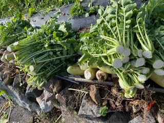 오디님의 기타작물 · 자유게시판 작성글 사진