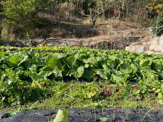 오디님의 기타작물 · 자유게시판 작성글 사진