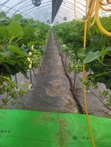 팜모닝 딸기·온도 관리 게시글 이미지