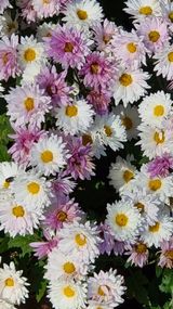 팜모닝 11월 내 작물 자랑하기·참여글 게시글 이미지