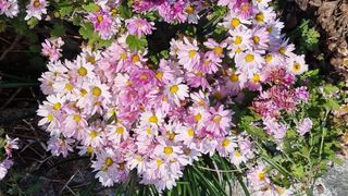 푸른꿈님의 11월 내 작물 자랑하기 · 참여글 작성글 사진