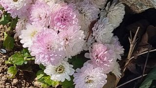 푸른꿈님의 11월 내 작물 자랑하기 · 참여글 작성글 사진