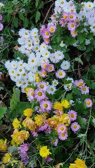 푸른꿈님의 11월 내 작물 자랑하기 · 참여글 작성글 사진