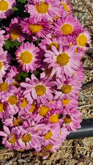 푸른꿈님의 11월 내 작물 자랑하기 · 참여글 작성글 사진