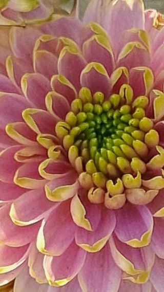 푸른꿈님의 11월 내 작물 자랑하기 · 참여글 작성글 사진