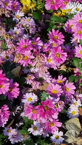 푸른꿈님의 11월 내 작물 자랑하기 · 참여글 작성글 사진