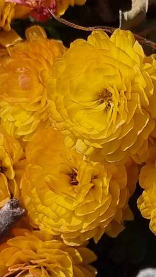 푸른꿈님의 11월 내 작물 자랑하기 · 참여글 작성글 사진