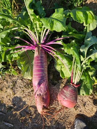 두릅나무8545님의 자유주제 · 사진전 작성글 사진