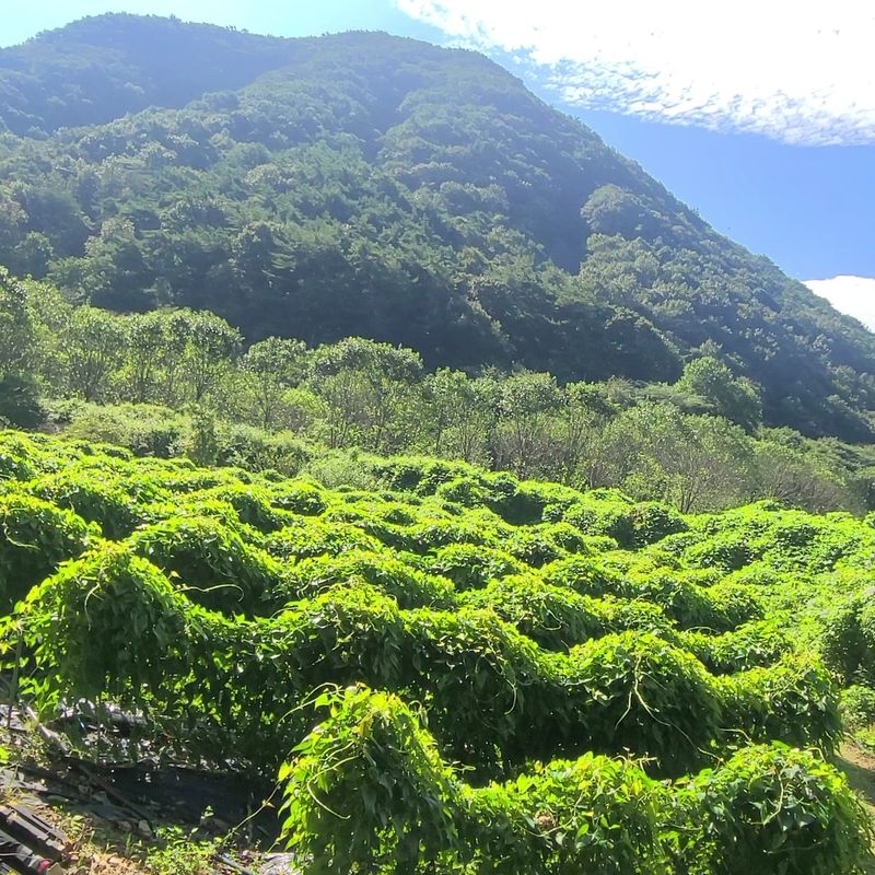 김선순(공룡자색마)님의 장터 판매 상품 [공룡자색마1kg-15000] 첨부 사진