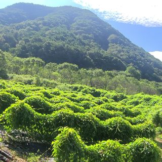 김선순(공룡자색마)님의 작성글 사진