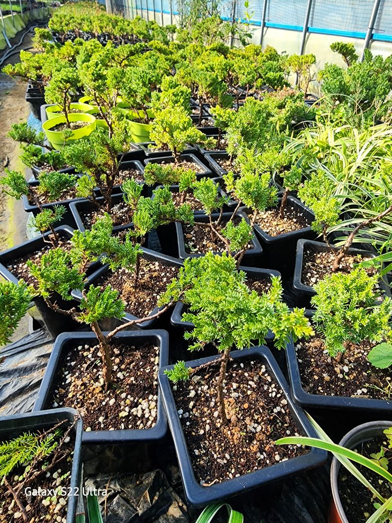 장터 상품 [눈향나무3년생] 썸네일