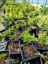 팜모닝 · 게시글 이미지