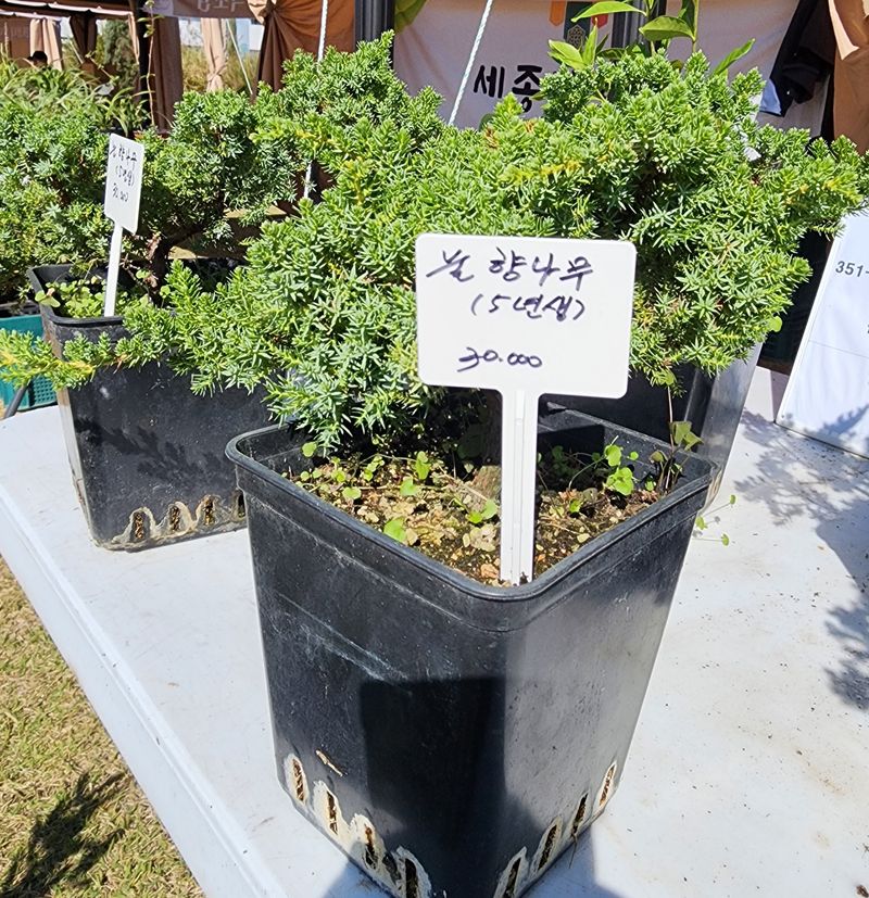 약초원 김종군님의 장터 판매 상품 [눈향나무3년생] 첨부 사진