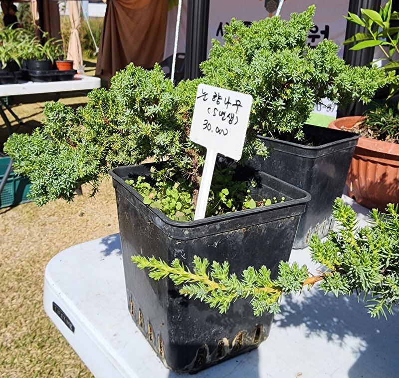 약초원 김종군님의 장터 판매 상품 [눈향나무3년생] 첨부 사진