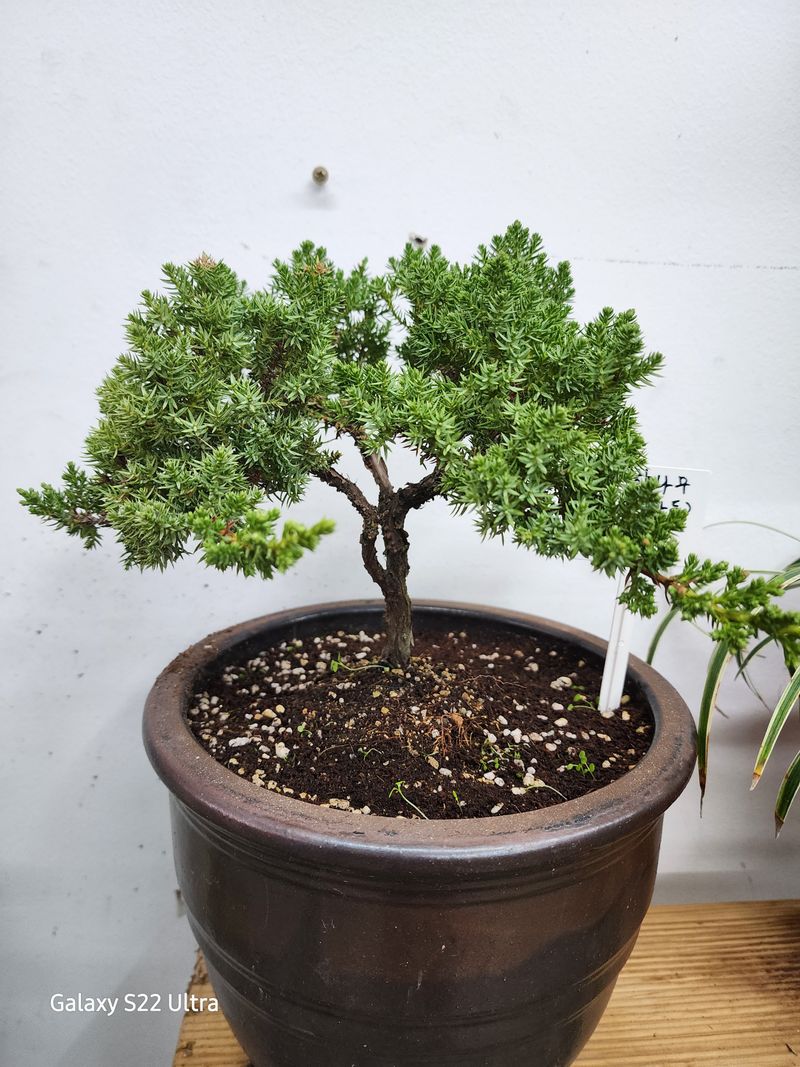 약초원 김종군님의 장터 판매 상품 [눈향나무3년생] 첨부 사진