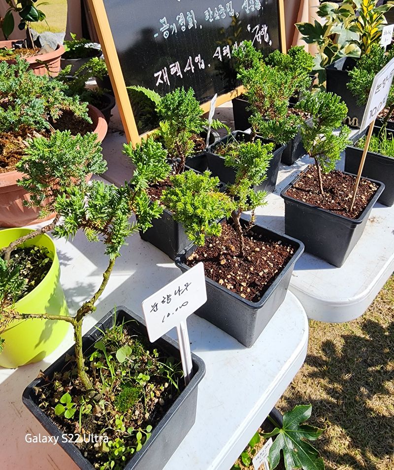 약초원 김종군님의 장터 판매 상품 [눈향나무3년생] 첨부 사진