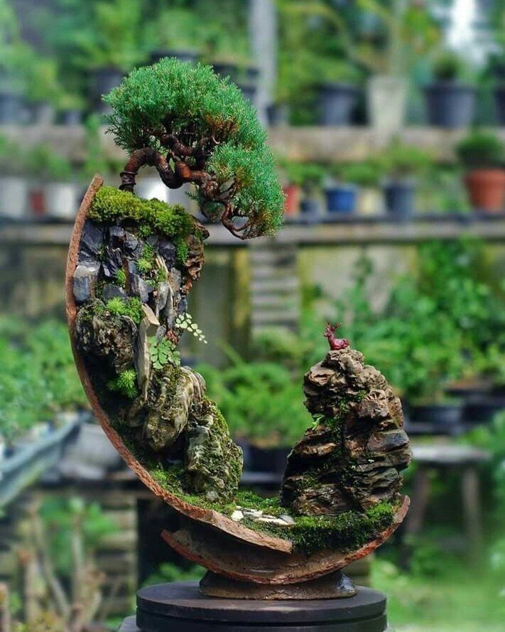 약초원 김종군님의 장터 판매 상품 [눈향나무3년생] 첨부 사진