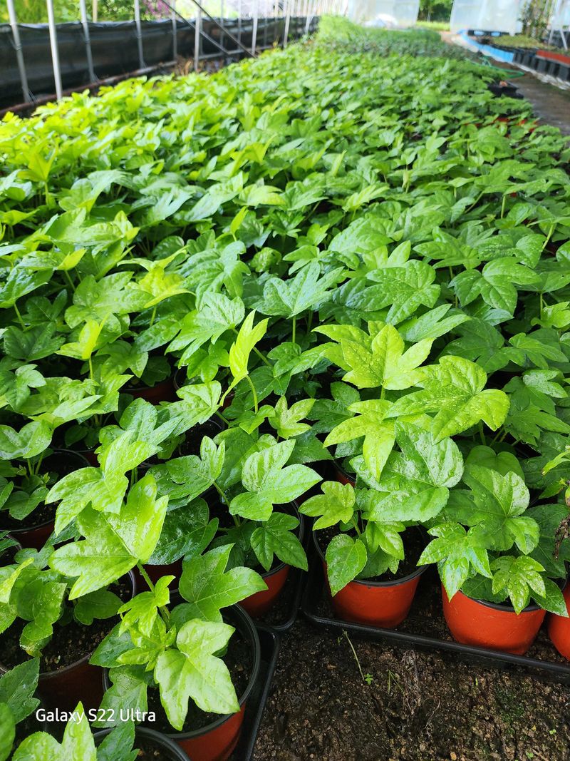 장터 상품 [팔손이나무 1년생] 썸네일