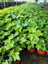 팜모닝 · 게시글 이미지