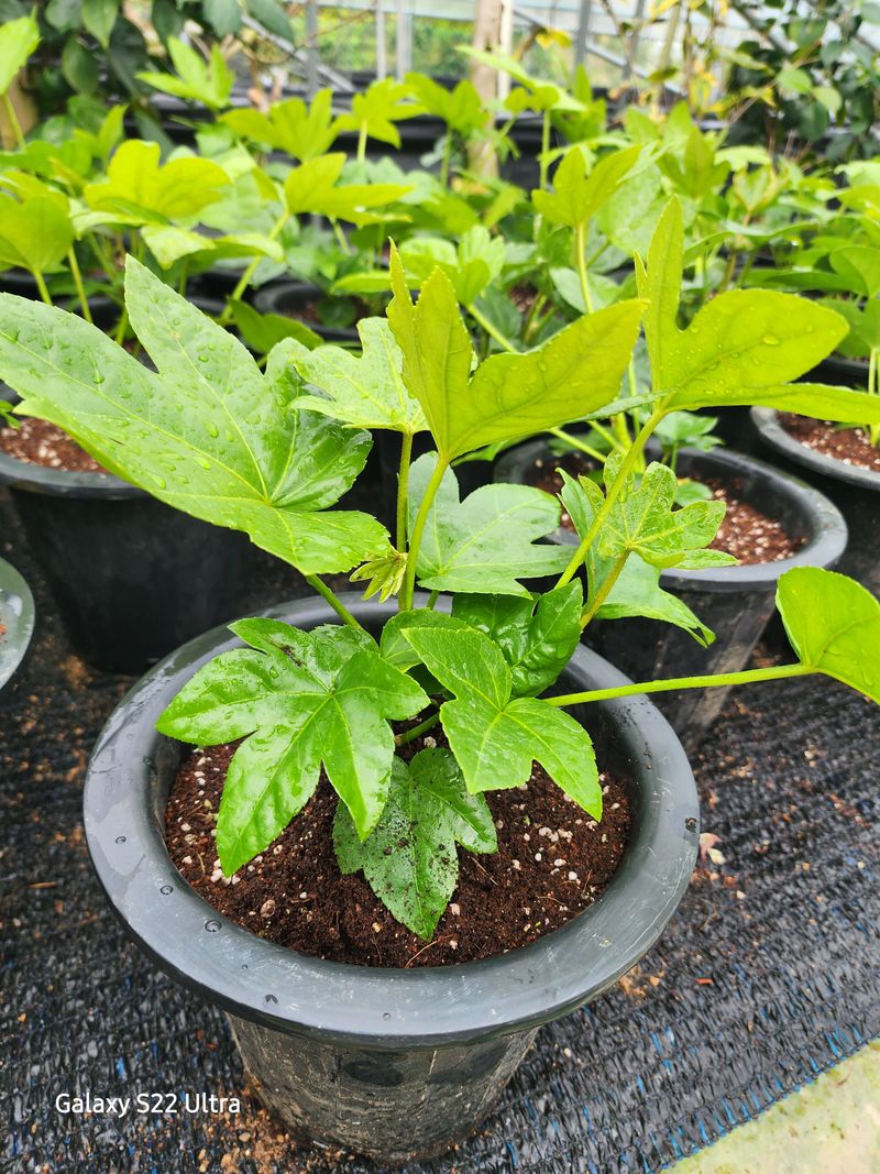 약초원 김종군님의 장터 판매 상품 [팔손이나무 1년생] 첨부 사진