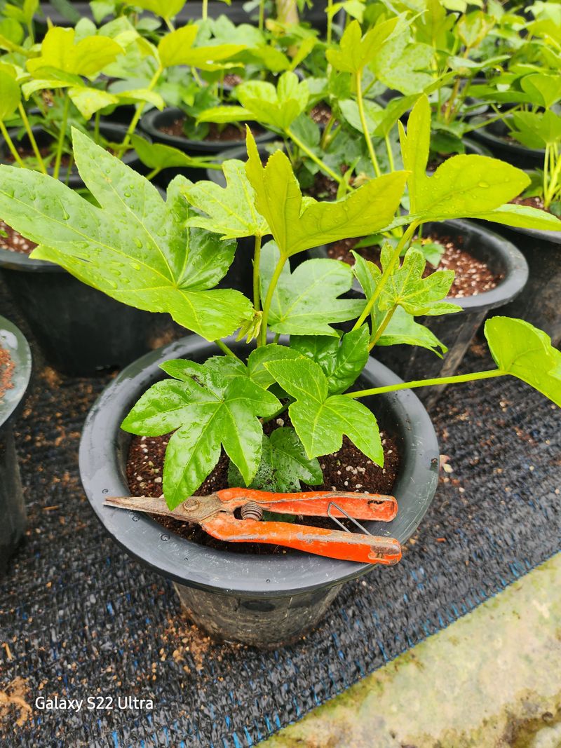 약초원 김종군님의 장터 판매 상품 [팔손이나무 1년생] 첨부 사진