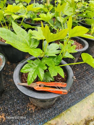 약초원 김종군님의 작성글 사진