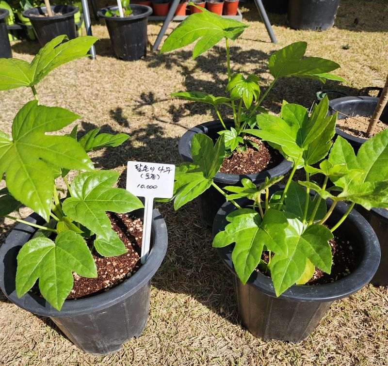 약초원 김종군님의 장터 판매 상품 [팔손이나무 1년생] 첨부 사진