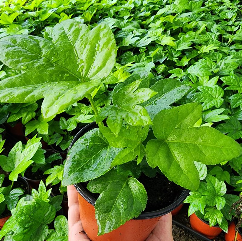 약초원 김종군님의 장터 판매 상품 [팔손이나무 1년생] 첨부 사진