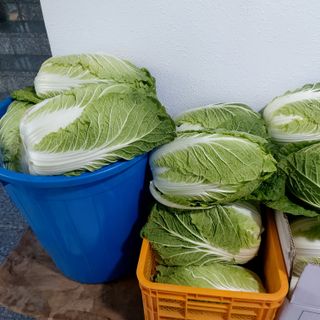 권세민님의 농사, 무엇이든 물어보세요! · 참여글 작성글 사진