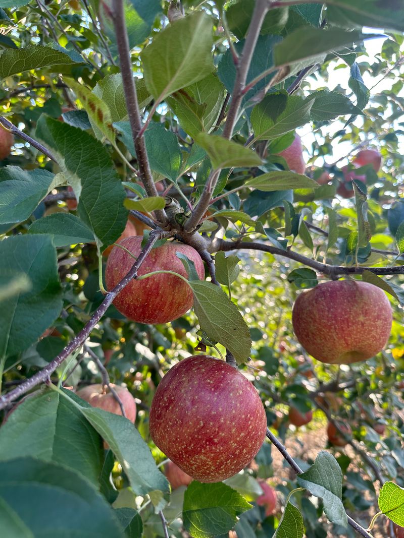 김성미님의 장터 판매 상품 [청송사과 10kg] 첨부 사진