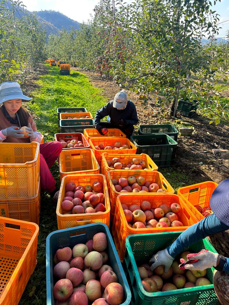 김성미님의 장터 판매 상품 [청송사과 10kg] 첨부 사진
