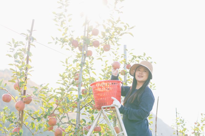 김성미님의 장터 판매 상품 [청송사과 10kg] 첨부 사진