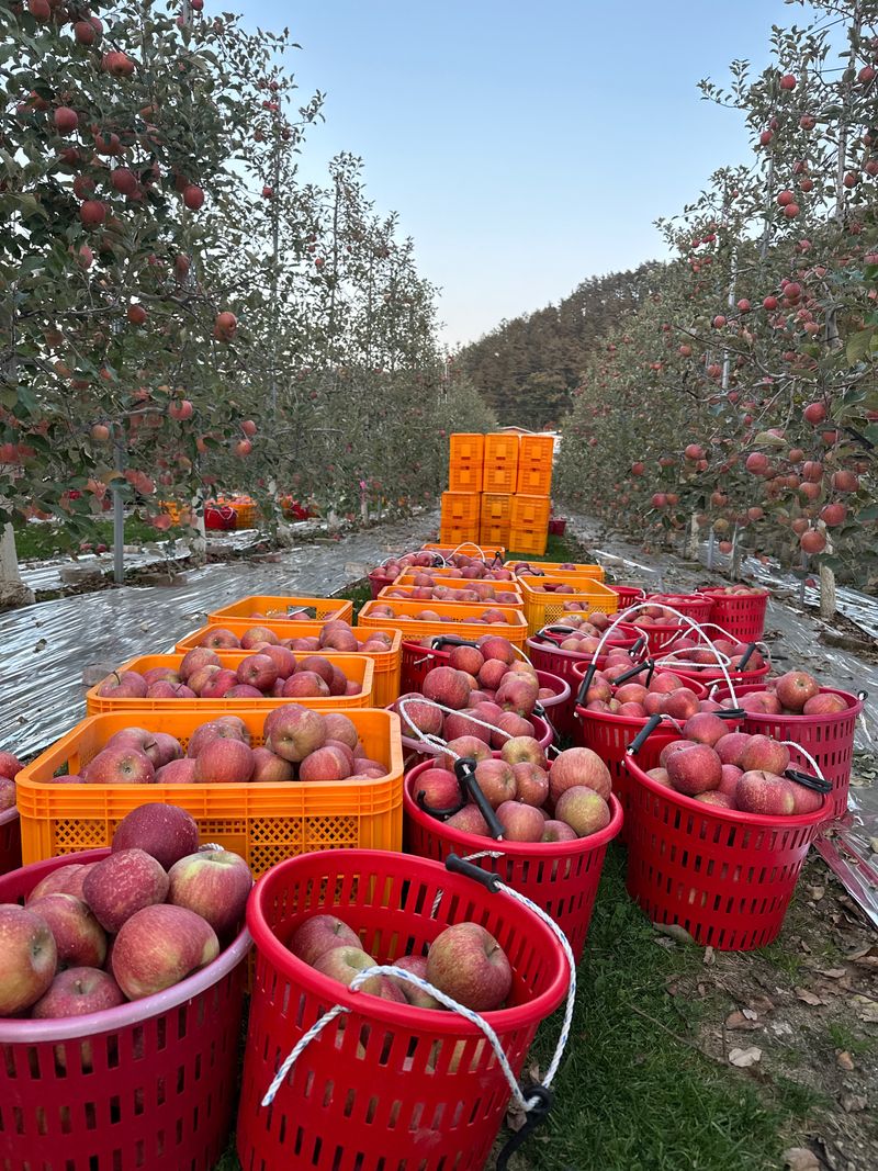 김성미님의 장터 판매 상품 [청송사과 10kg] 첨부 사진