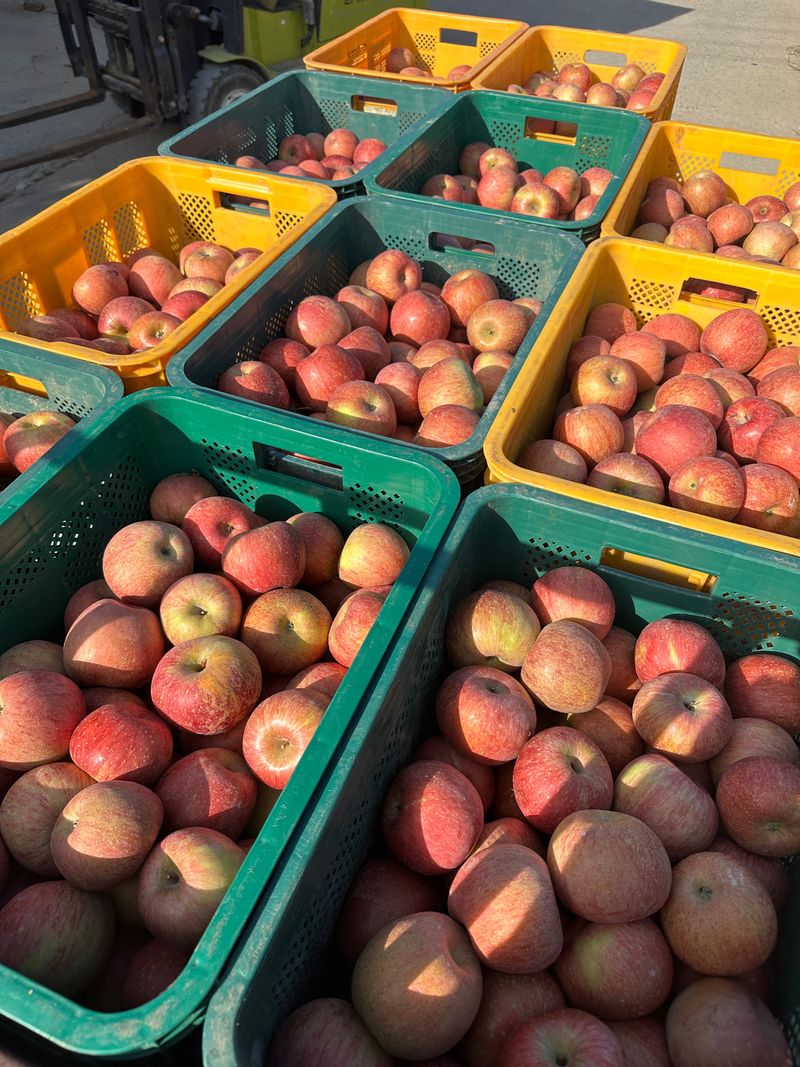 김성미님의 장터 판매 상품 [청송사과 10kg] 첨부 사진