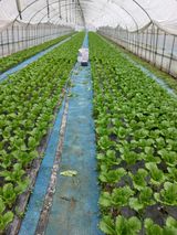 팜모닝 상추·영농일지 게시글 이미지