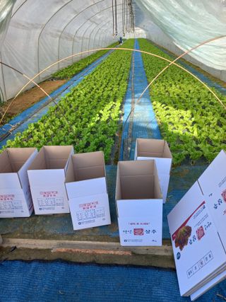 농민님의 상추 · 영농일지 작성글 사진