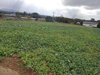 농부.금리나님의 11월 내 작물 자랑하기 · 참여글 작성글 사진